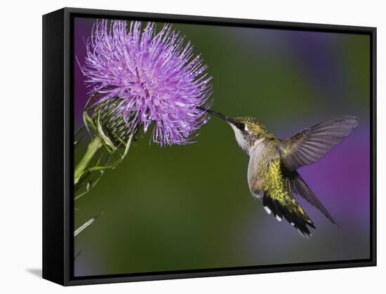 Ruby-Throated Hummingbird in Flight at Thistle Flower-Adam Jones-Framed Stretched Canvas