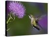 Ruby-Throated Hummingbird in Flight at Thistle Flower-Adam Jones-Stretched Canvas