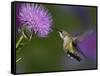 Ruby-Throated Hummingbird in Flight at Thistle Flower-Adam Jones-Framed Stretched Canvas