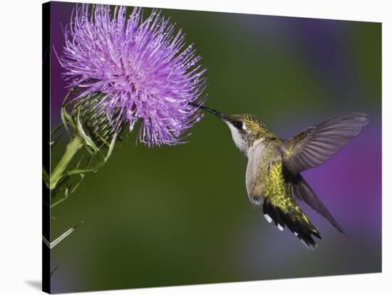 Ruby-Throated Hummingbird in Flight at Thistle Flower-Adam Jones-Stretched Canvas