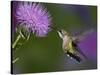 Ruby-Throated Hummingbird in Flight at Thistle Flower-Adam Jones-Stretched Canvas