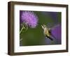 Ruby-Throated Hummingbird in Flight at Thistle Flower-Adam Jones-Framed Photographic Print