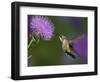 Ruby-Throated Hummingbird in Flight at Thistle Flower-Adam Jones-Framed Photographic Print