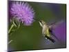 Ruby-Throated Hummingbird in Flight at Thistle Flower-Adam Jones-Mounted Photographic Print