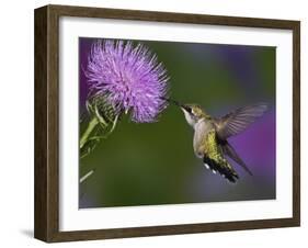 Ruby-Throated Hummingbird in Flight at Thistle Flower-Adam Jones-Framed Photographic Print