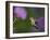 Ruby-Throated Hummingbird in Flight at Thistle Flower-Adam Jones-Framed Photographic Print