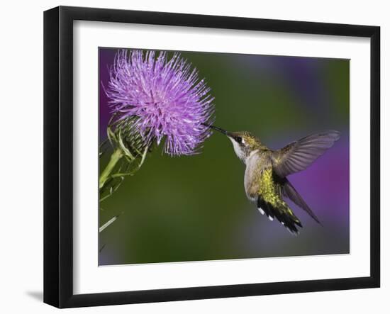 Ruby-Throated Hummingbird in Flight at Thistle Flower-Adam Jones-Framed Photographic Print