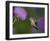 Ruby-Throated Hummingbird in Flight at Thistle Flower-Adam Jones-Framed Photographic Print