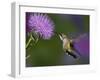 Ruby-Throated Hummingbird in Flight at Thistle Flower-Adam Jones-Framed Photographic Print