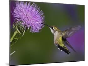 Ruby-Throated Hummingbird in Flight at Thistle Flower-Adam Jones-Mounted Photographic Print