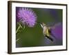 Ruby-Throated Hummingbird in Flight at Thistle Flower-Adam Jones-Framed Photographic Print