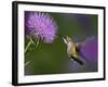 Ruby-Throated Hummingbird in Flight at Thistle Flower-Adam Jones-Framed Photographic Print