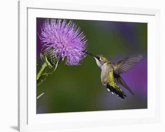 Ruby-Throated Hummingbird in Flight at Thistle Flower-Adam Jones-Framed Photographic Print