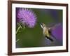 Ruby-Throated Hummingbird in Flight at Thistle Flower-Adam Jones-Framed Photographic Print