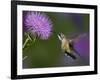 Ruby-Throated Hummingbird in Flight at Thistle Flower-Adam Jones-Framed Photographic Print