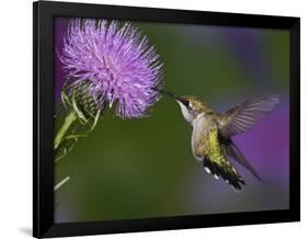 Ruby-Throated Hummingbird in Flight at Thistle Flower-Adam Jones-Framed Photographic Print