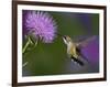 Ruby-Throated Hummingbird in Flight at Thistle Flower-Adam Jones-Framed Photographic Print