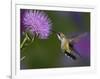 Ruby-Throated Hummingbird in Flight at Thistle Flower-Adam Jones-Framed Photographic Print