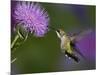 Ruby-Throated Hummingbird in Flight at Thistle Flower-Adam Jones-Mounted Photographic Print