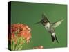 Ruby-Throated Hummingbird in Flight Feeding on Kalanchoe Flower, New Braunfels, Texas, USA-Rolf Nussbaumer-Stretched Canvas