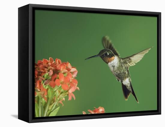 Ruby-Throated Hummingbird in Flight Feeding on Kalanchoe Flower, New Braunfels, Texas, USA-Rolf Nussbaumer-Framed Stretched Canvas