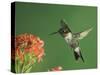 Ruby-Throated Hummingbird in Flight Feeding on Kalanchoe Flower, New Braunfels, Texas, USA-Rolf Nussbaumer-Stretched Canvas