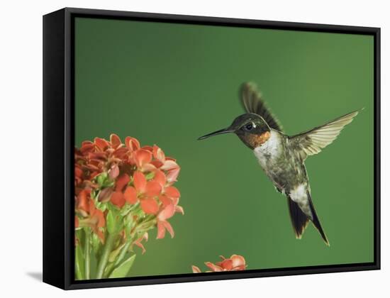 Ruby-Throated Hummingbird in Flight Feeding on Kalanchoe Flower, New Braunfels, Texas, USA-Rolf Nussbaumer-Framed Stretched Canvas