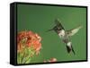 Ruby-Throated Hummingbird in Flight Feeding on Kalanchoe Flower, New Braunfels, Texas, USA-Rolf Nussbaumer-Framed Stretched Canvas