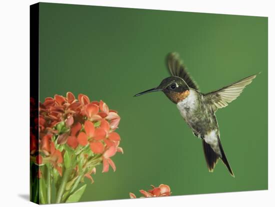 Ruby-Throated Hummingbird in Flight Feeding on Kalanchoe Flower, New Braunfels, Texas, USA-Rolf Nussbaumer-Stretched Canvas