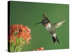 Ruby-Throated Hummingbird in Flight Feeding on Kalanchoe Flower, New Braunfels, Texas, USA-Rolf Nussbaumer-Stretched Canvas