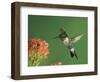 Ruby-Throated Hummingbird in Flight Feeding on Kalanchoe Flower, New Braunfels, Texas, USA-Rolf Nussbaumer-Framed Photographic Print