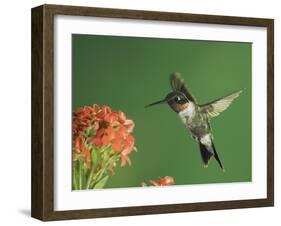 Ruby-Throated Hummingbird in Flight Feeding on Kalanchoe Flower, New Braunfels, Texas, USA-Rolf Nussbaumer-Framed Photographic Print