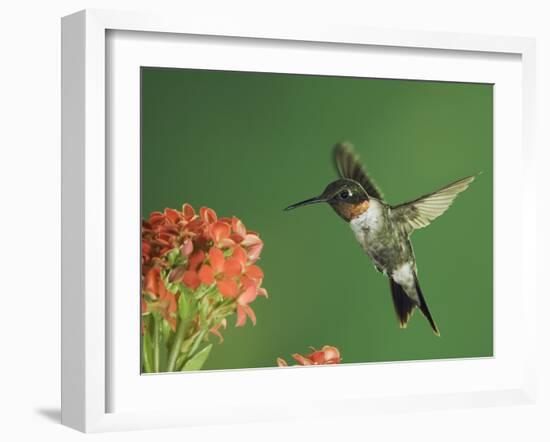 Ruby-Throated Hummingbird in Flight Feeding on Kalanchoe Flower, New Braunfels, Texas, USA-Rolf Nussbaumer-Framed Photographic Print