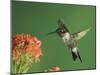 Ruby-Throated Hummingbird in Flight Feeding on Kalanchoe Flower, New Braunfels, Texas, USA-Rolf Nussbaumer-Mounted Photographic Print