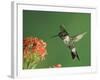 Ruby-Throated Hummingbird in Flight Feeding on Kalanchoe Flower, New Braunfels, Texas, USA-Rolf Nussbaumer-Framed Photographic Print