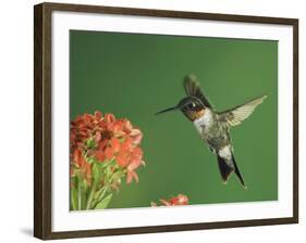 Ruby-Throated Hummingbird in Flight Feeding on Kalanchoe Flower, New Braunfels, Texas, USA-Rolf Nussbaumer-Framed Photographic Print