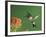 Ruby-Throated Hummingbird in Flight Feeding on Kalanchoe Flower, New Braunfels, Texas, USA-Rolf Nussbaumer-Framed Photographic Print