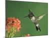 Ruby-Throated Hummingbird in Flight Feeding on Kalanchoe Flower, New Braunfels, Texas, USA-Rolf Nussbaumer-Mounted Photographic Print