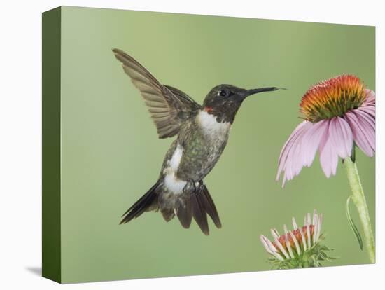 Ruby-Throated Hummingbird in Flight Feeding on Purple Coneflower, New Braunfels, Texas, USA-Rolf Nussbaumer-Stretched Canvas