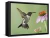 Ruby-Throated Hummingbird in Flight Feeding on Purple Coneflower, New Braunfels, Texas, USA-Rolf Nussbaumer-Framed Stretched Canvas