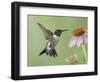 Ruby-Throated Hummingbird in Flight Feeding on Purple Coneflower, New Braunfels, Texas, USA-Rolf Nussbaumer-Framed Photographic Print