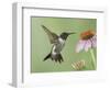 Ruby-Throated Hummingbird in Flight Feeding on Purple Coneflower, New Braunfels, Texas, USA-Rolf Nussbaumer-Framed Photographic Print