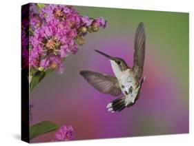Ruby Throated Hummingbird, Kentucky, USA-Adam Jones-Stretched Canvas