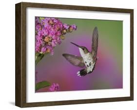 Ruby Throated Hummingbird, Kentucky, USA-Adam Jones-Framed Photographic Print