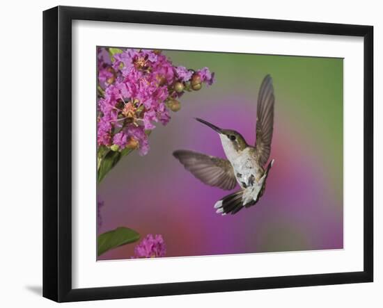 Ruby Throated Hummingbird, Kentucky, USA-Adam Jones-Framed Photographic Print