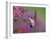 Ruby Throated Hummingbird, Kentucky, USA-Adam Jones-Framed Photographic Print