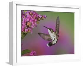 Ruby Throated Hummingbird, Kentucky, USA-Adam Jones-Framed Photographic Print