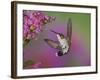 Ruby Throated Hummingbird, Kentucky, USA-Adam Jones-Framed Photographic Print