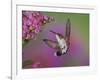 Ruby Throated Hummingbird, Kentucky, USA-Adam Jones-Framed Photographic Print