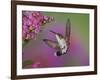 Ruby Throated Hummingbird, Kentucky, USA-Adam Jones-Framed Photographic Print